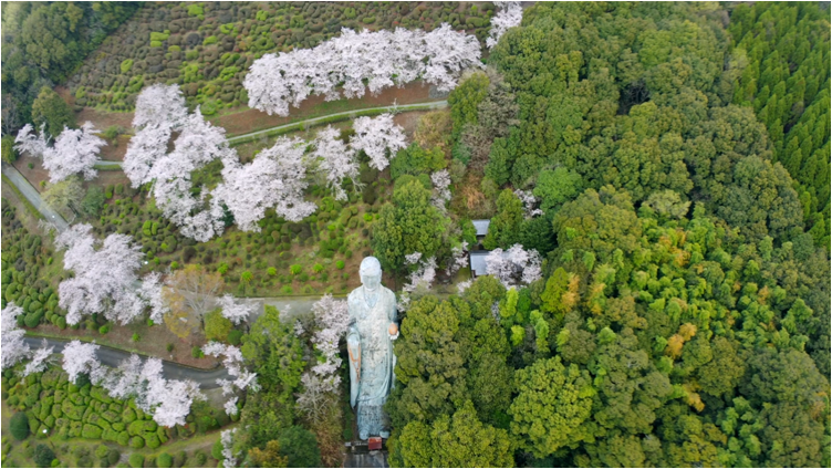 210321日輪寺（桜）