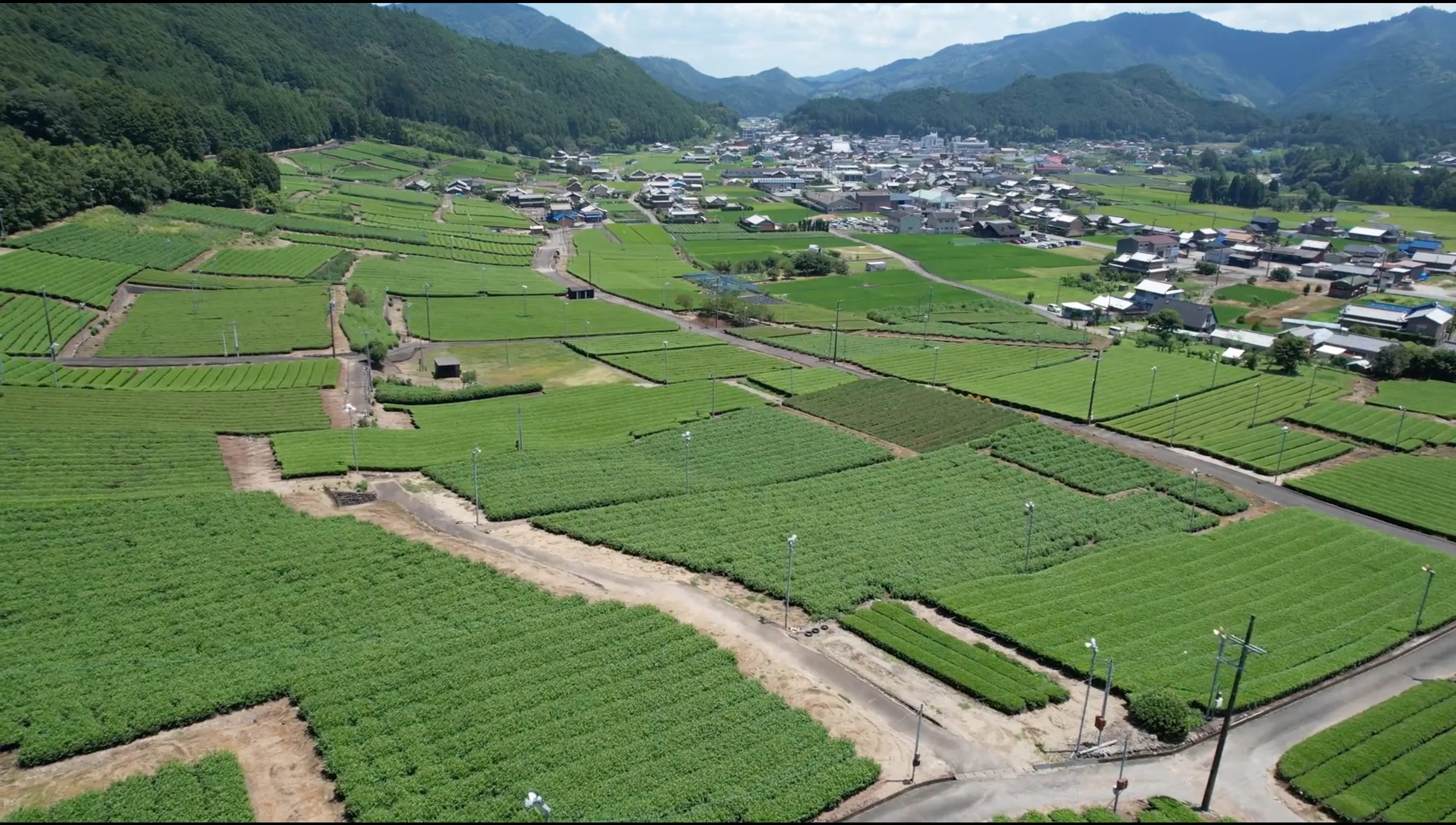 210805粥見の茶畑