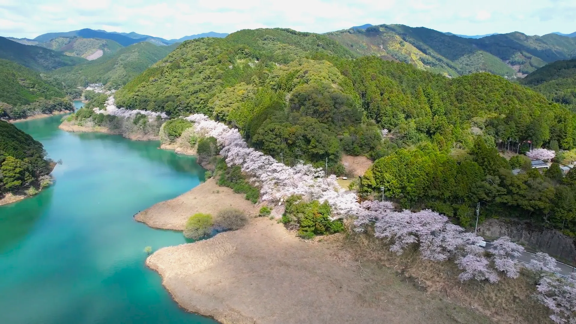 240406七川ダム湖畔（佐田の桜）