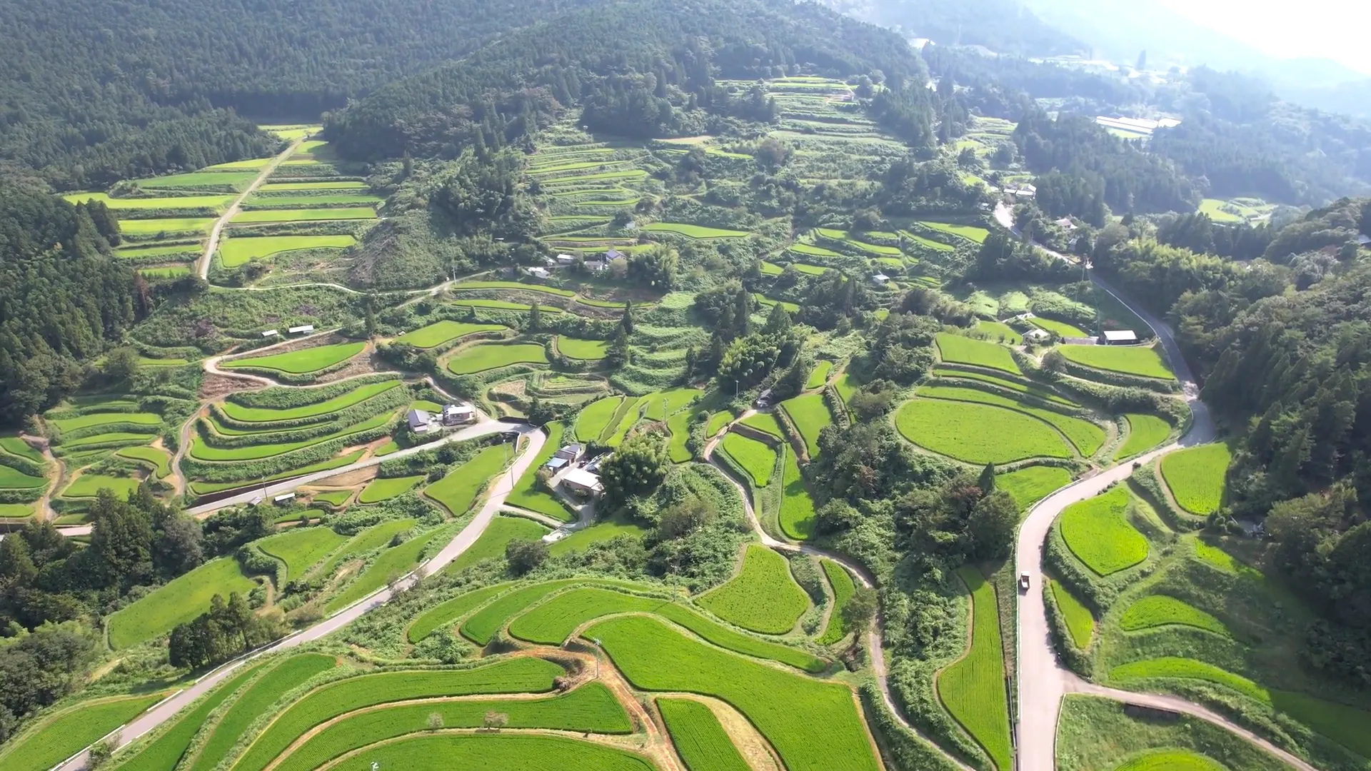250825立割 棚田