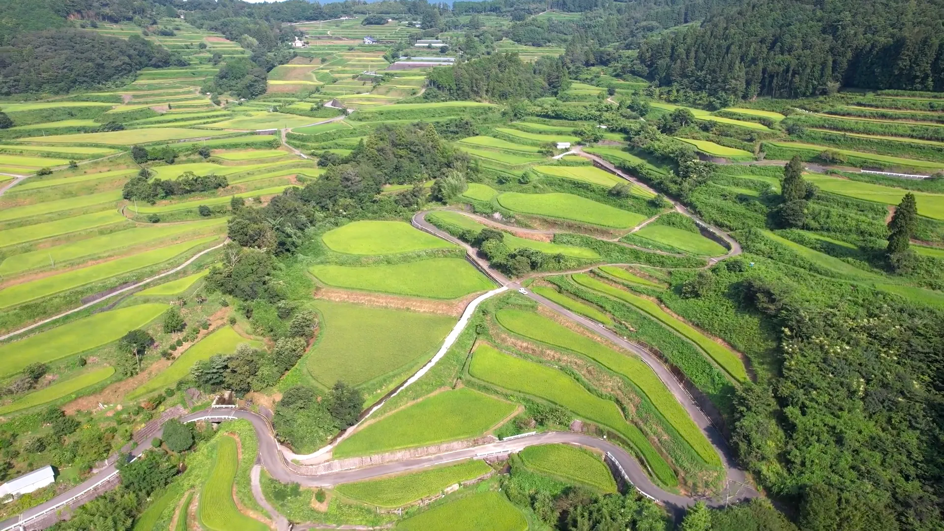 250825高須の棚田250825高須の棚田