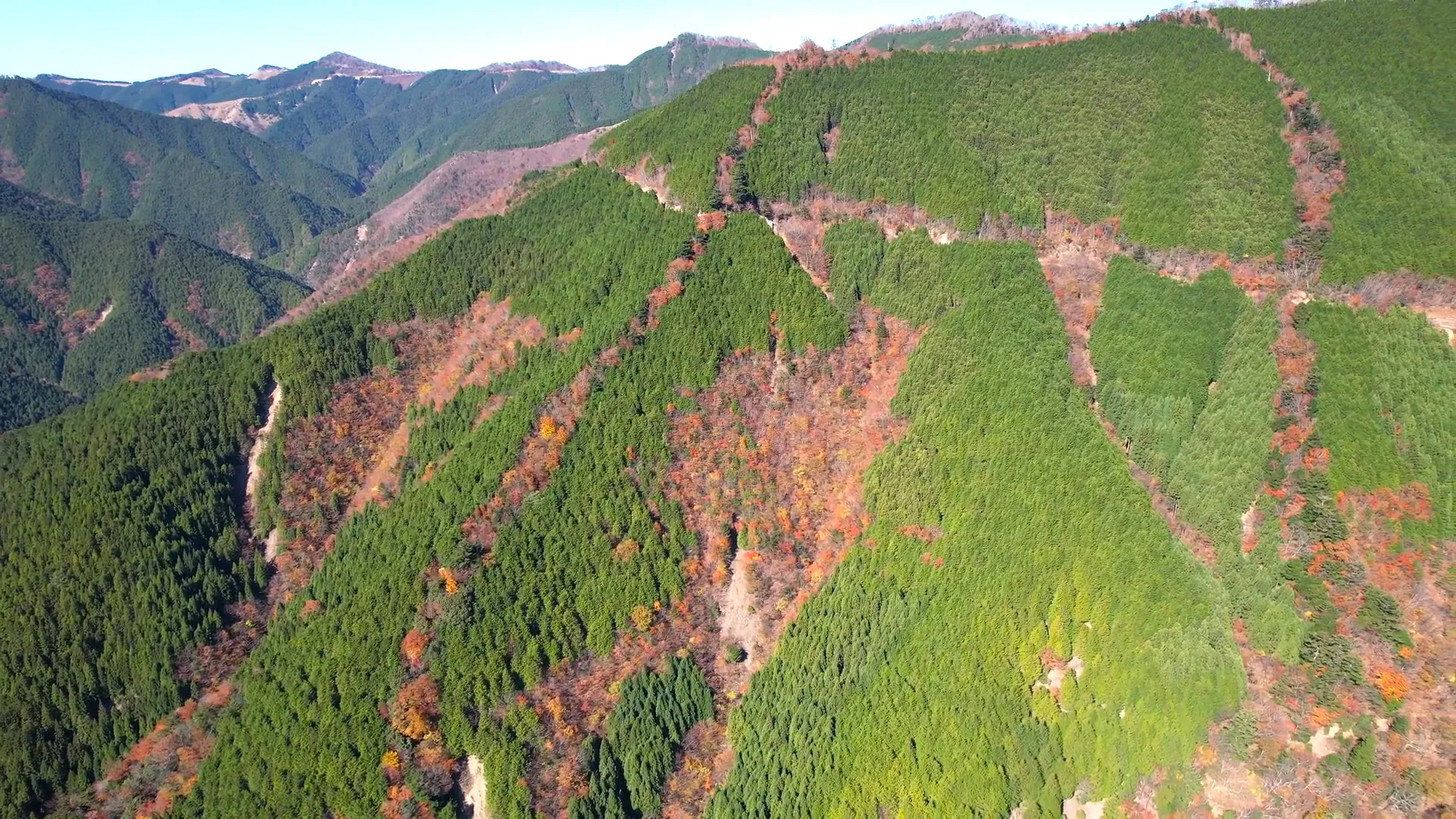 251116林道河津高野線（紅葉）