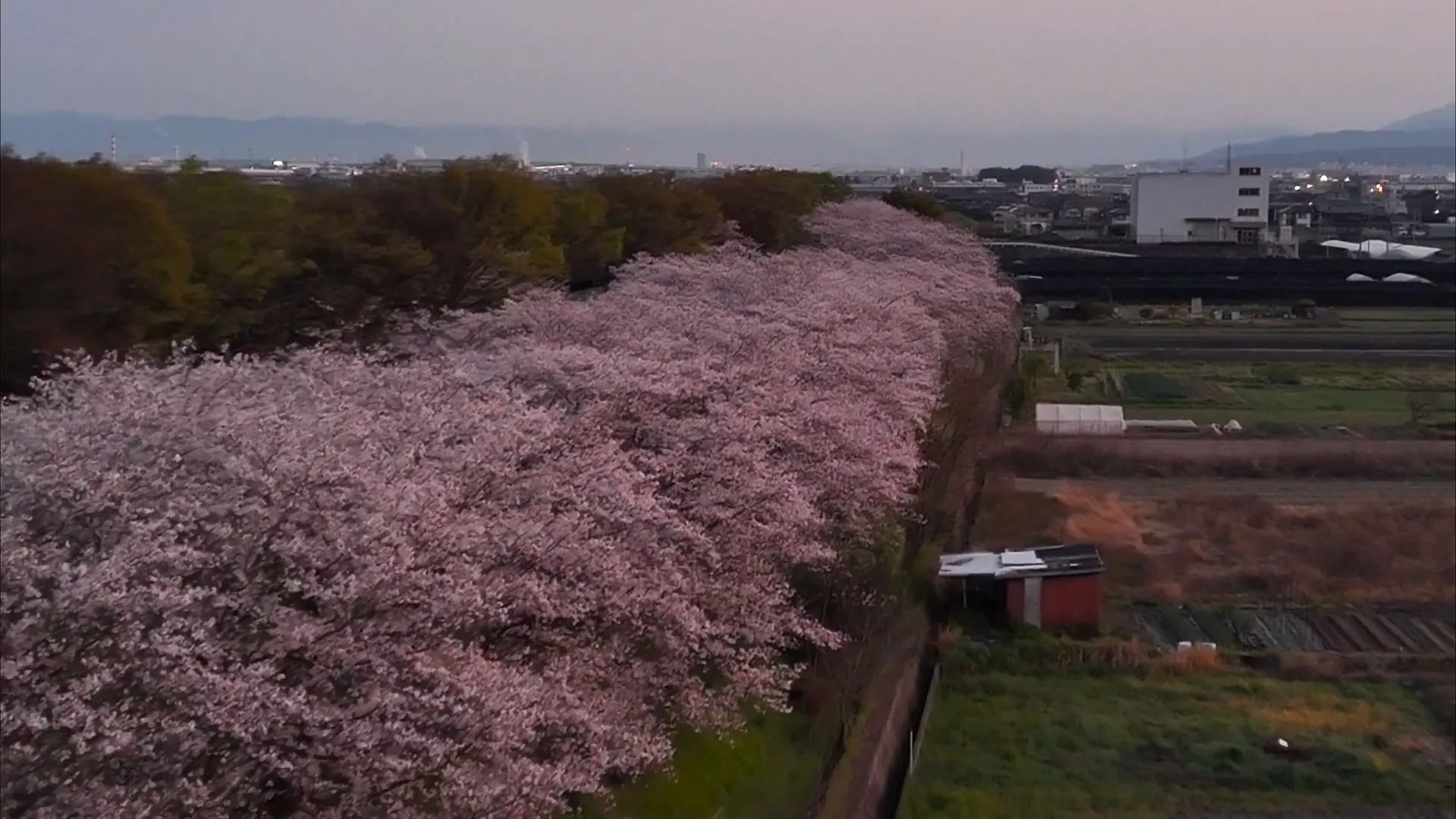 260403木津川堤防の桜